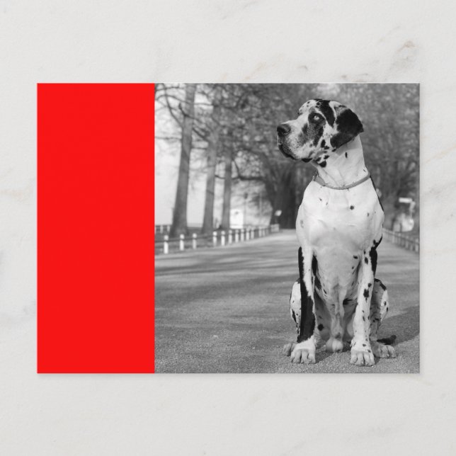 Doggenhaus Vykort (Framsida)