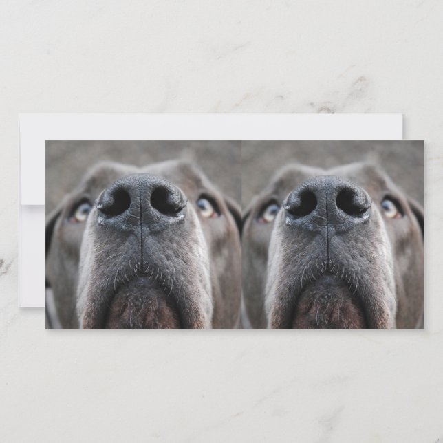 Doggennase (Framsida)