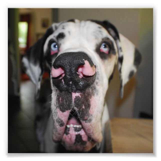 Doggennase Fototryck (Framsidan)