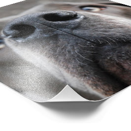 Doggennase Fototryck