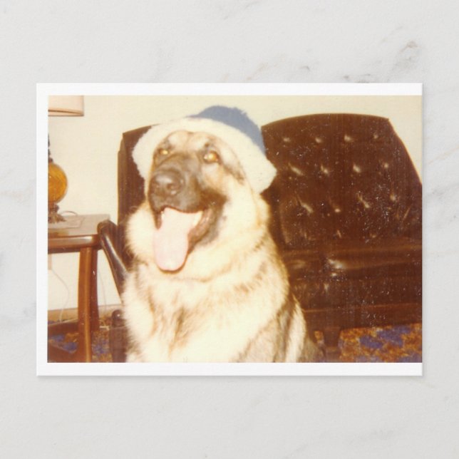 Doggie_Cap Vykort (Framsida)