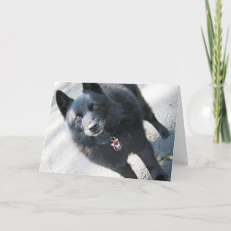 Doggie-hälsningskort Kort