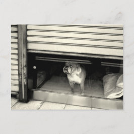 Doggie i fönstret vykort