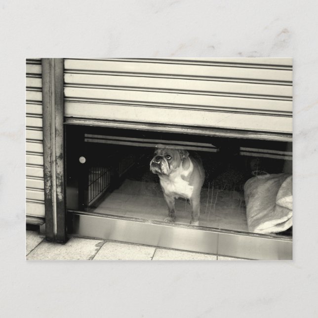 Doggie i fönstret vykort (Framsida)