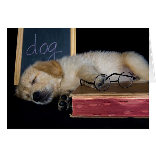 Doggie School OBS Kort (Framsidan Horizontal)