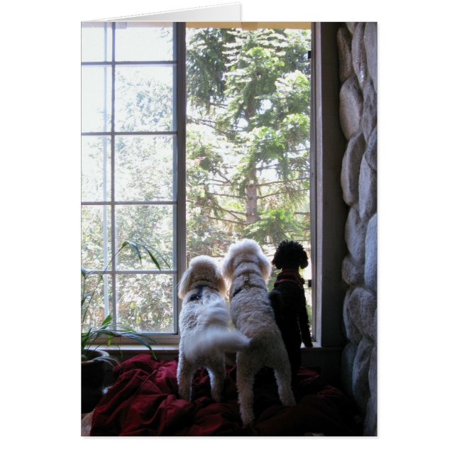 Doggies i fönstret hälsningskort (Framsidan)