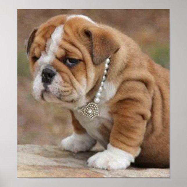 Doggy McDogface English Bulldog Poster (Framsidan)
