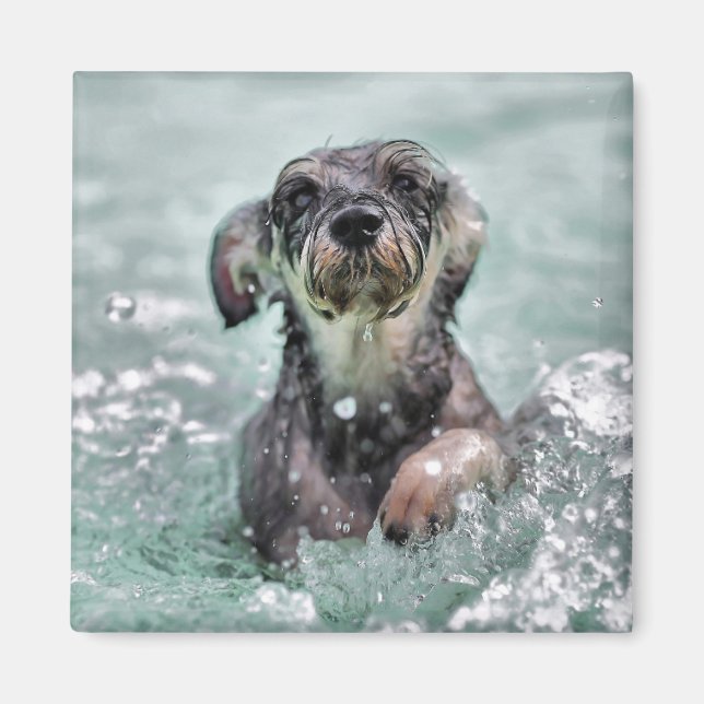 Doggy Paddle Cute Hund Swimming Magnet (Framsidan)