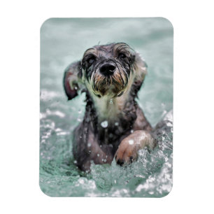 Doggy Paddle Cute Hund Swimming Magnet