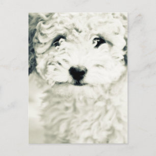 Doggy Vykort
