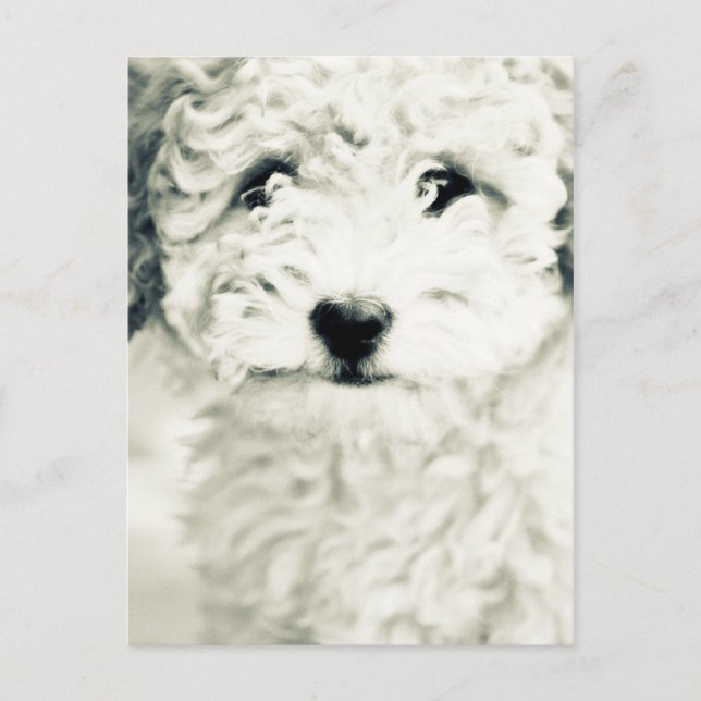 Doggy Vykort (Framsida)