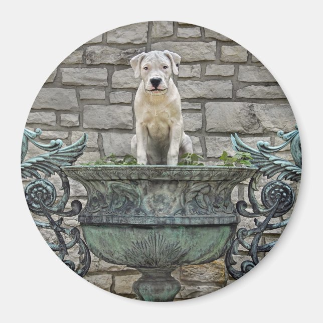 Dogo Argentino Puppy Royal Magnet (Framsidan)