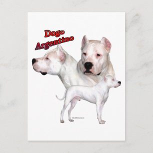 Dogo Argentino Trio 2 Vykort