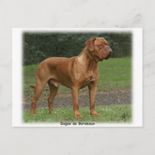 Dogue de Bordeaux 9Y201D-159 Vykort