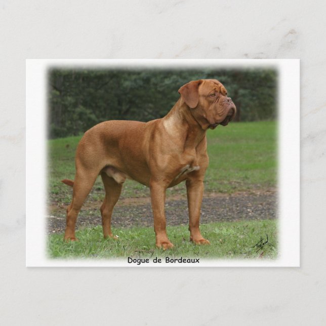 Dogue de Bordeaux 9Y201D-159 Vykort (Framsida)
