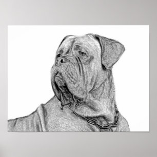 Dogue de Bordeaux affisch