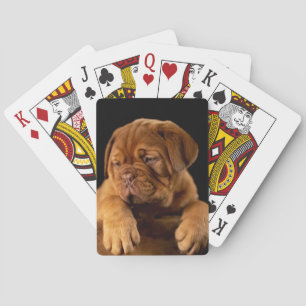 Dogue de Bordeaux - Fransk Mastiff Puppy Casinokort