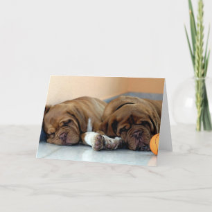 Dogue de Bordeaux Hund Blank Greeting Card Kort