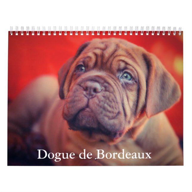 Dogue de Bordeaux Hund Calendar Kalender (Omslag)