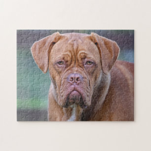 Dogue de Bordeaux hund porträtt Pussel