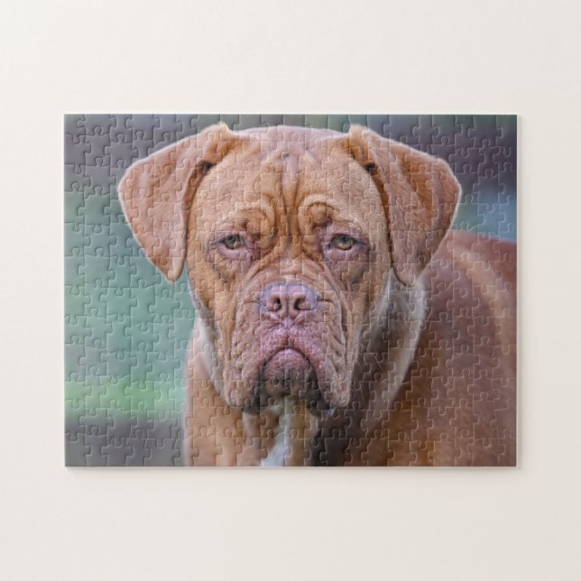 Dogue de Bordeaux hund porträtt Pussel (Horisontell)