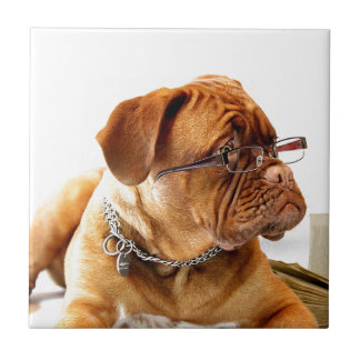 dogue de bordeaux hund som ha på sig kakelplatta