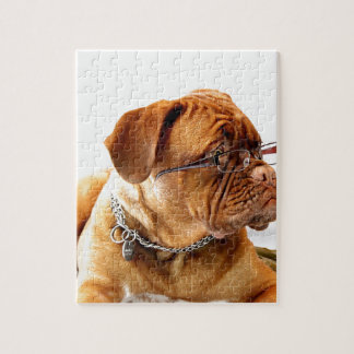 dogue de bordeaux hund som ha på sig pussel