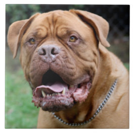 Dogue de bordeaux Keramisk belägger med tegel Kakelplatta