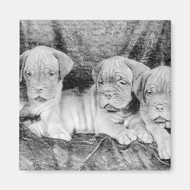 Dogue de bordeaux magnet (Framsidan)