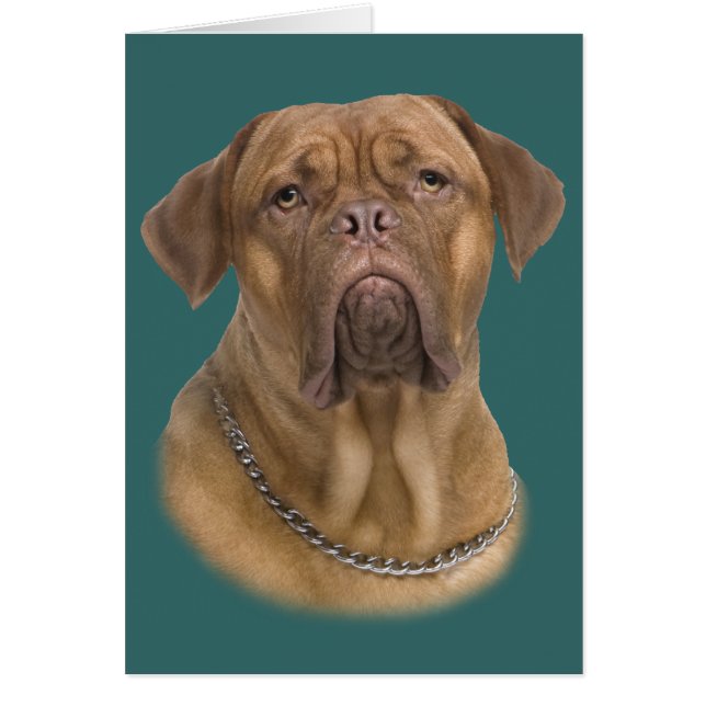 Dogue De Bordeaux Portait Hälsningskort (Framsidan)