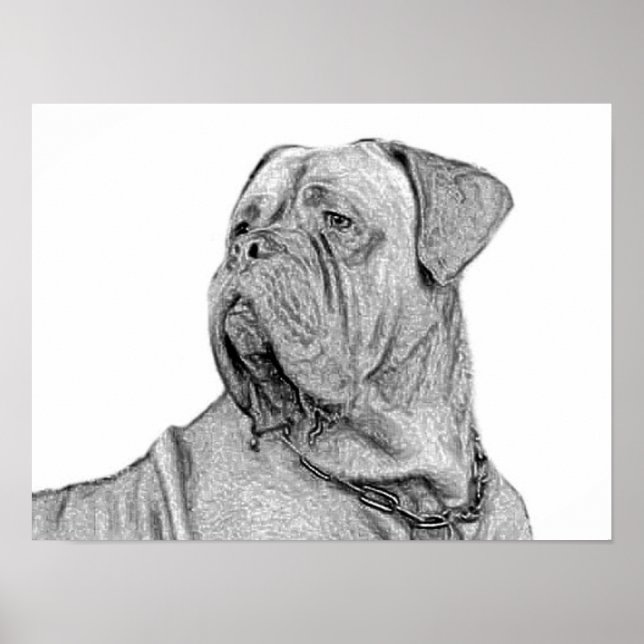 Dogue de Bordeaux poster (Framsidan)