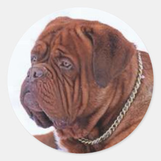 Dogue De Bordeaux Runt Klistermärke