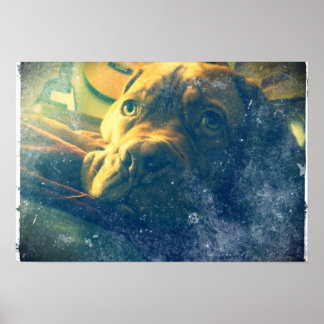 Dogue de Bordeaux vintage inspirerad till poster