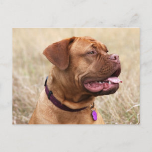 dogue de bordeaux vykort