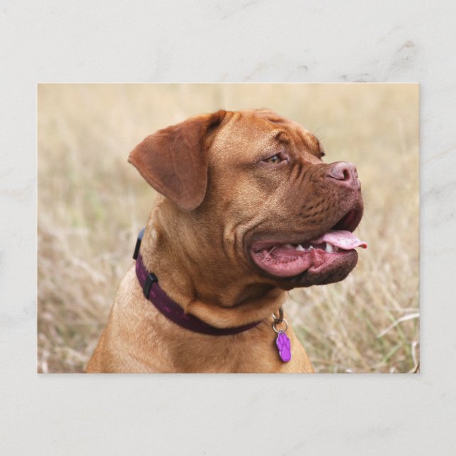 dogue de bordeaux vykort (Framsida)