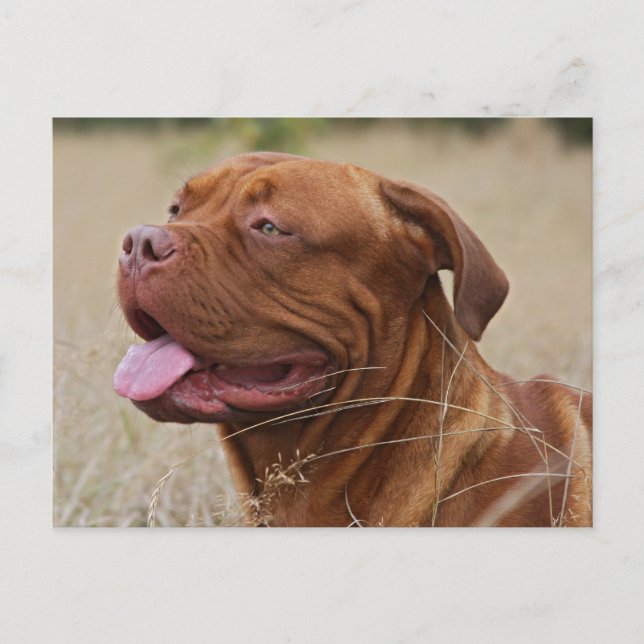 Dogue de Bordeaux Vykort (Framsida)