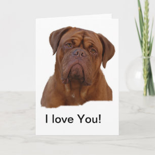 Dogue De Bourdeaux, fransk mastiff Kort