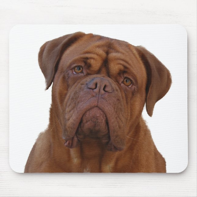 Dogue de Bourdeaux Musmatta (Framsidan)