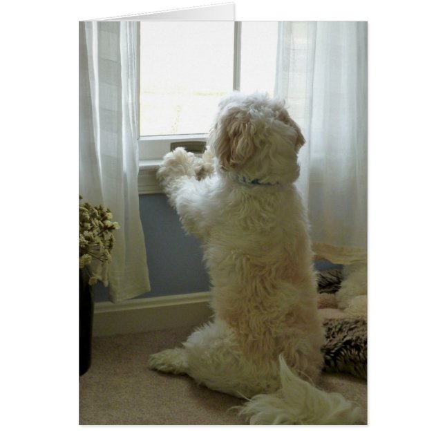 Dogvision Hälsningskort (Framsidan)