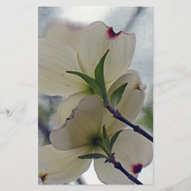 Dogwood-Blommar Brevpapper (Framsida)