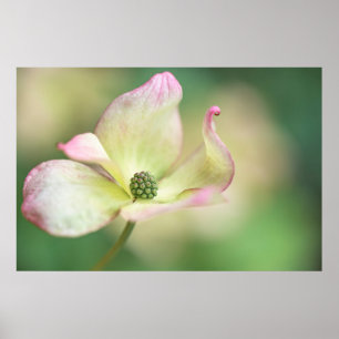 Dogwood Blommar Cornus Kousa "Miss Satomi" Poster
