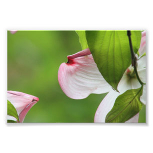 Dogwood-blommar Fototryck