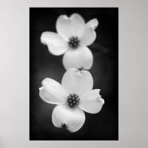 Dogwood-Blommar i Black and White