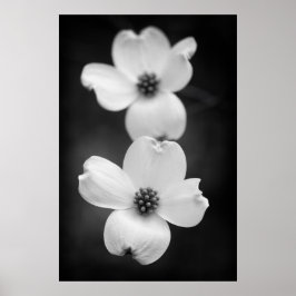 Dogwood-Blommar i Black and White Poster