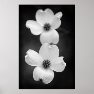 Dogwood-Blommar i Black and White Poster