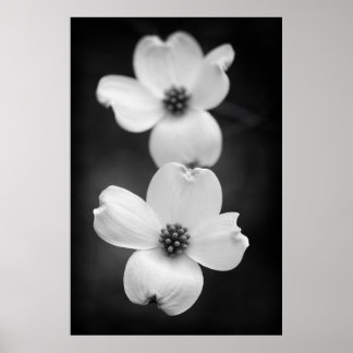 Dogwood-Blommar i Black and White Poster