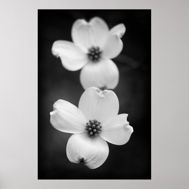 Dogwood-Blommar i Black and White Poster (Framsidan)