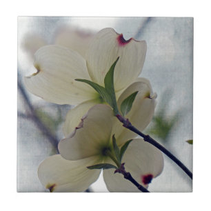 Dogwood-Blommar Kakelplatta