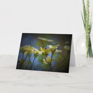 Dogwood Blommar, kort