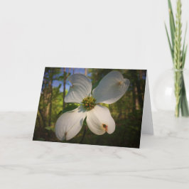 Dogwood Blommar, kort